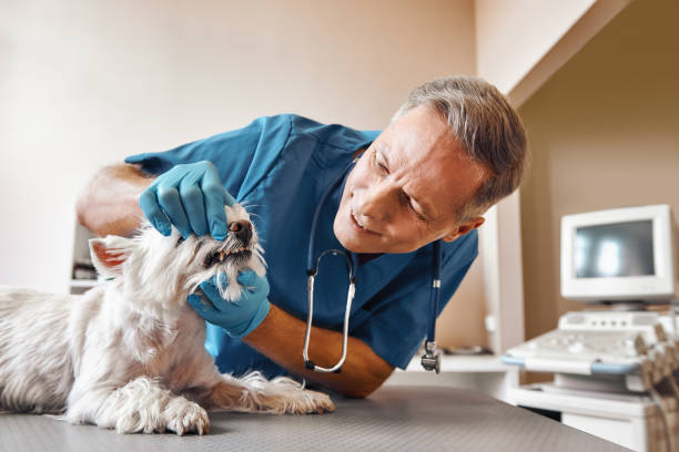 Best Mobile Emergency Dentist in Leona Valley, CA
